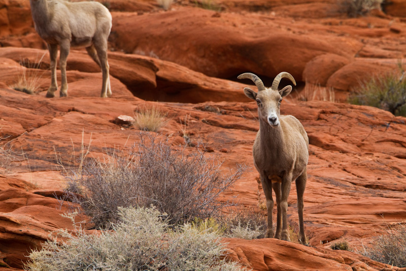 Bighorn On Slickrock